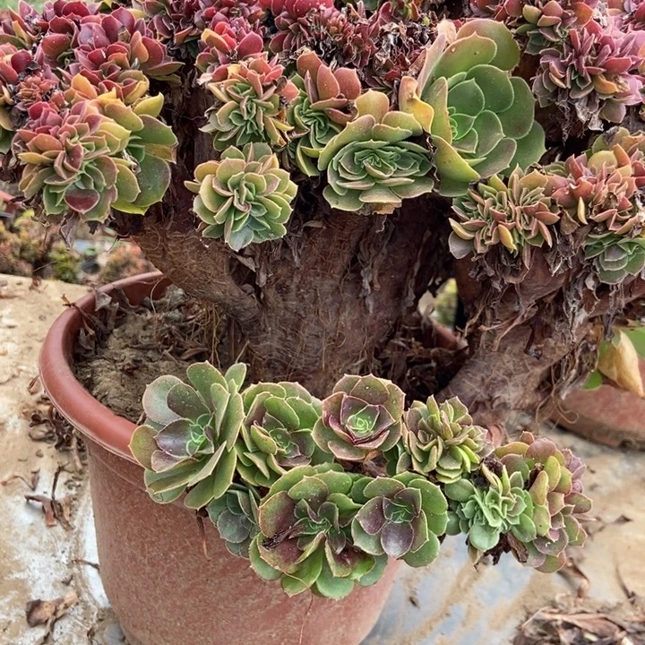 呵***贝H074玫瑰玫玫瑰玫瑰