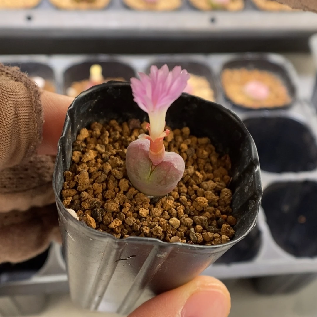 多肉植物肉锥杂交K-3607