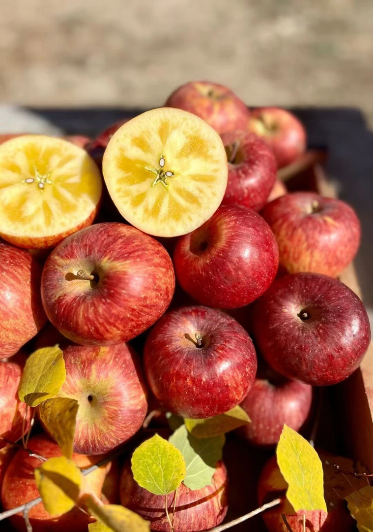 【坏果包赔】云南丽江玉龙雪山雪苹果礼盒装10斤顺丰包邮