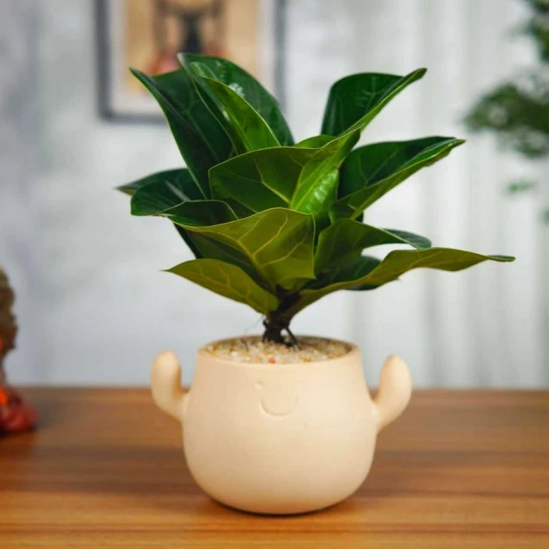 小提莫(Timo)琴叶榕室内美居绿植办公室工位桌面懒人绿植摆件DR