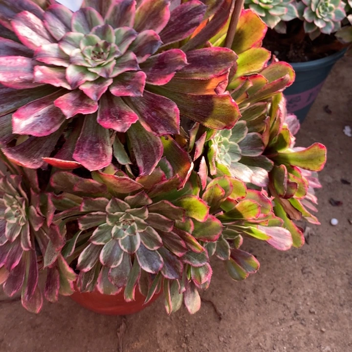 538水墨画多肉植物特价