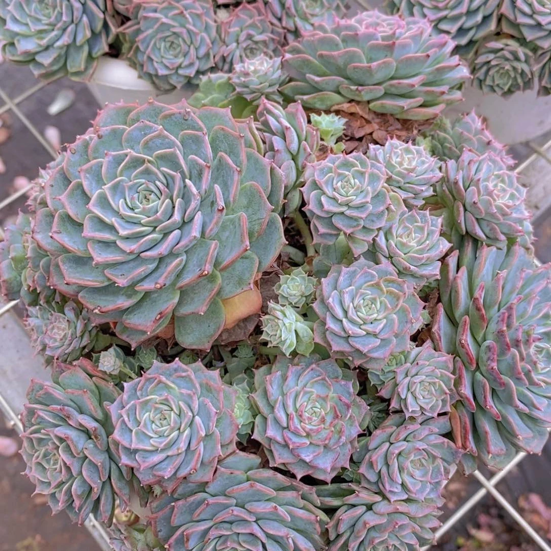 海宾格瑞多头群生带盆土