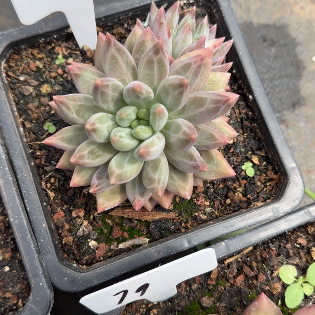 一物一拍正版水晶球20