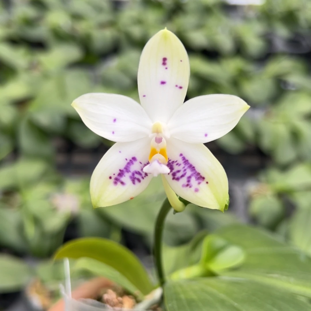 完全开放8号，少根，68米