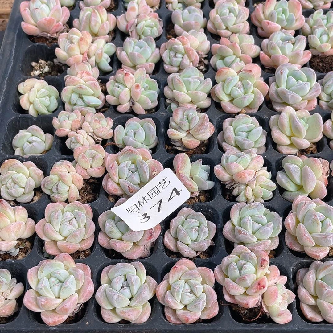 布***辣多肉植物多肉植物374
