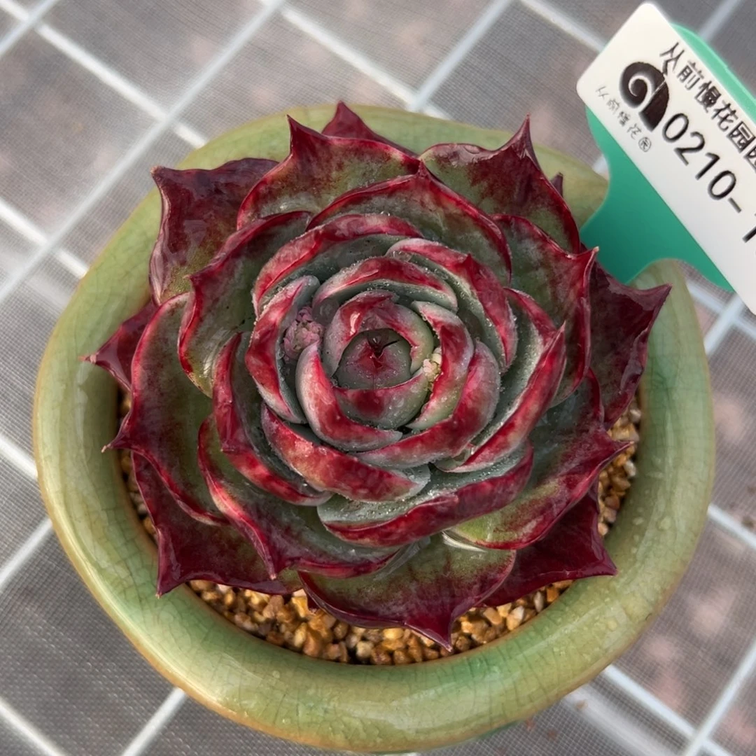 多肉一物一拍0210-18