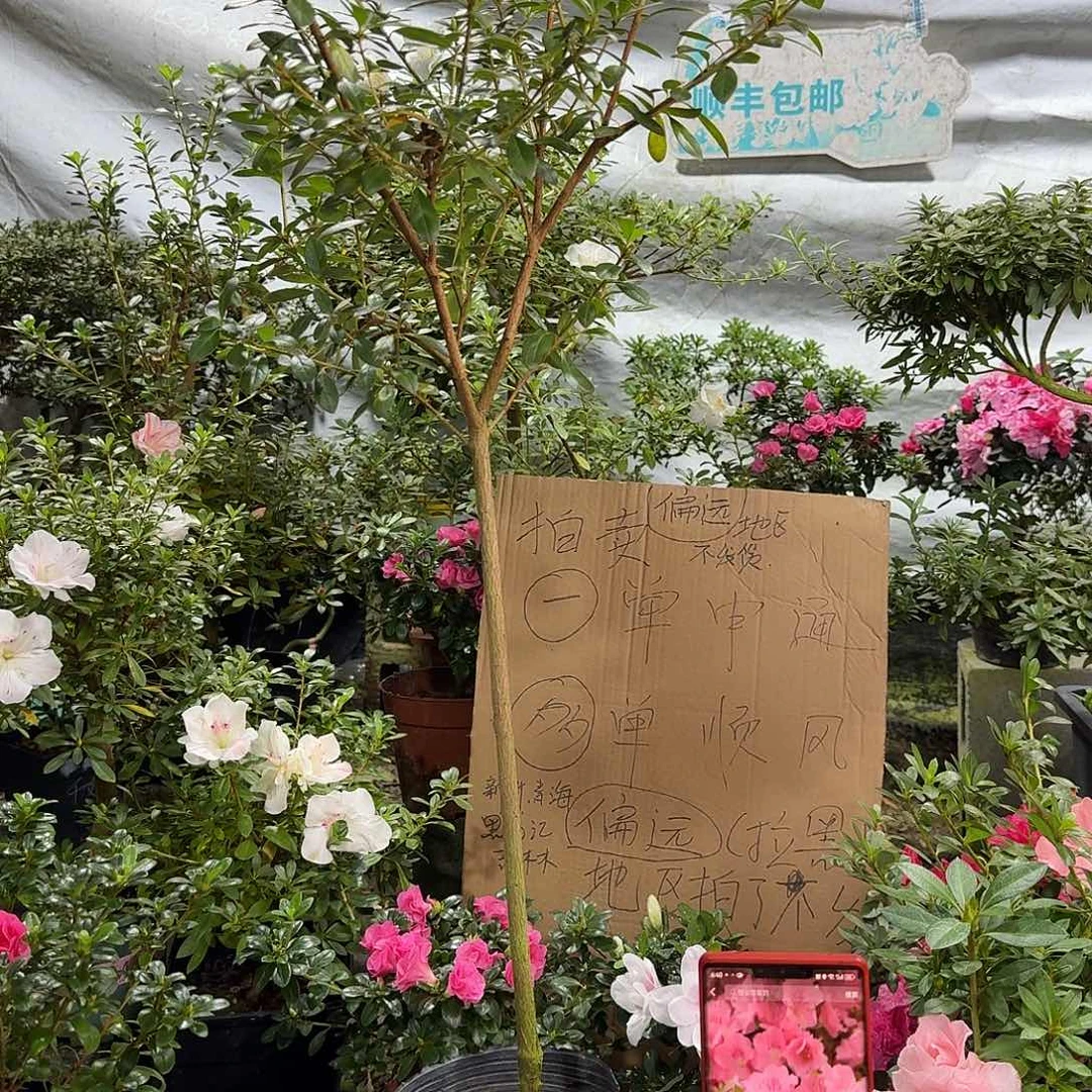全部花苞若惠必须杜鹃花