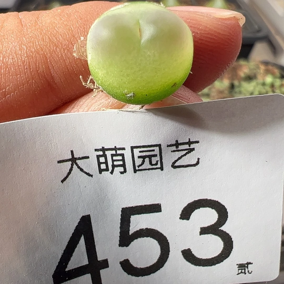 一物一拍。      453