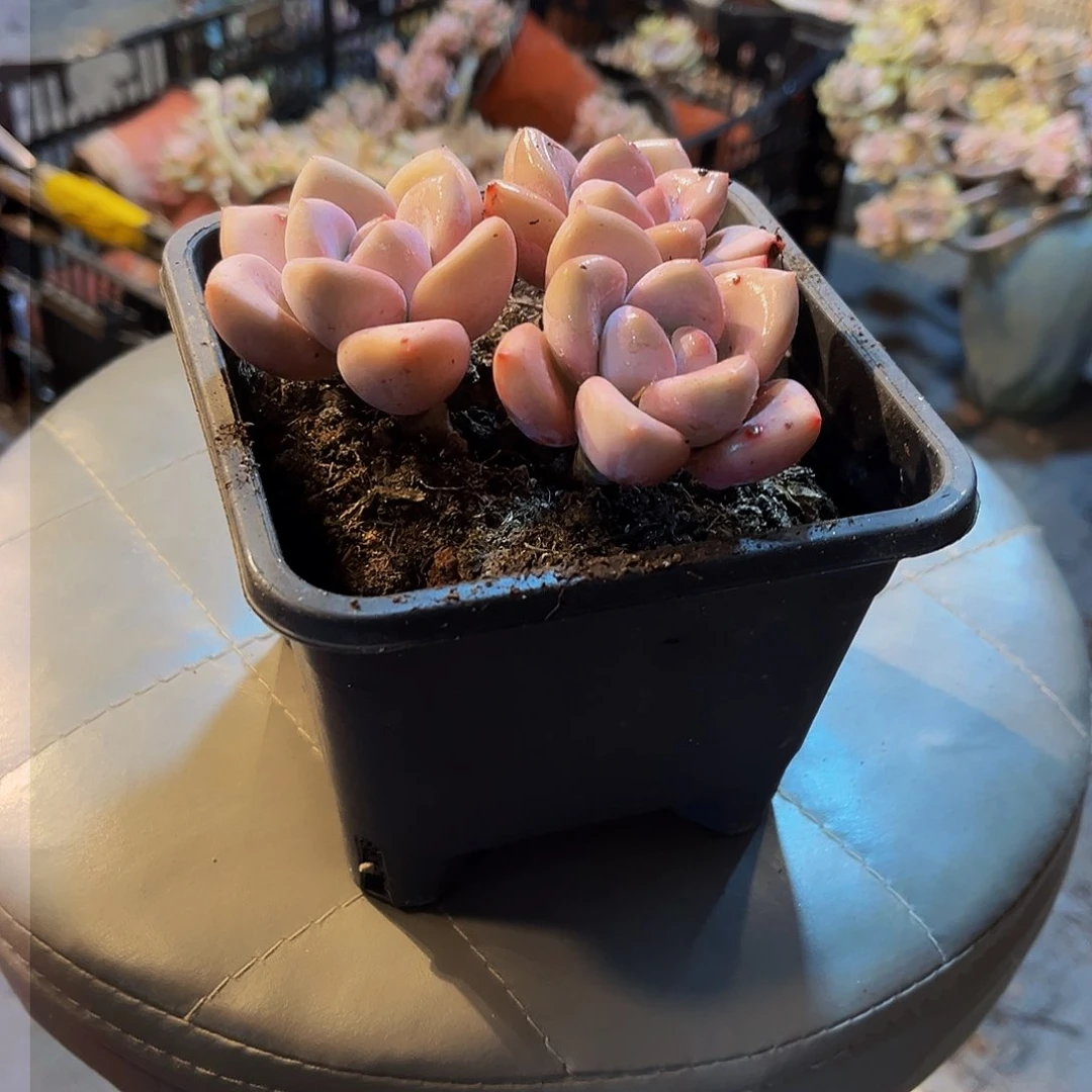 奥普多肉3头。6.8