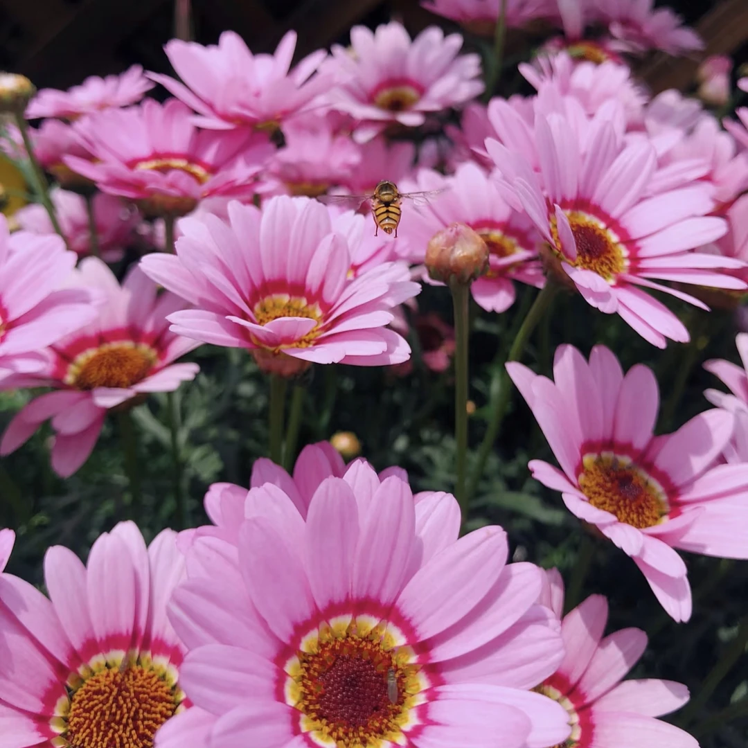 大眼睛【150】玛格丽特盆栽多年生易爆花发货快新手易养护喜阳植物