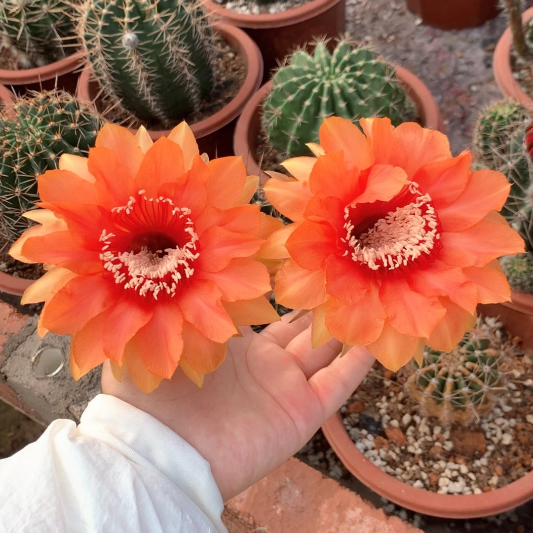 5207实生彩草15公分杯