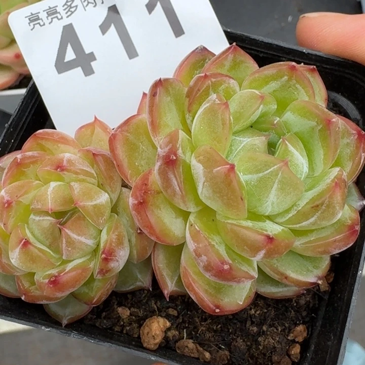 竹璃珍妮         今日新品上新多肉植物