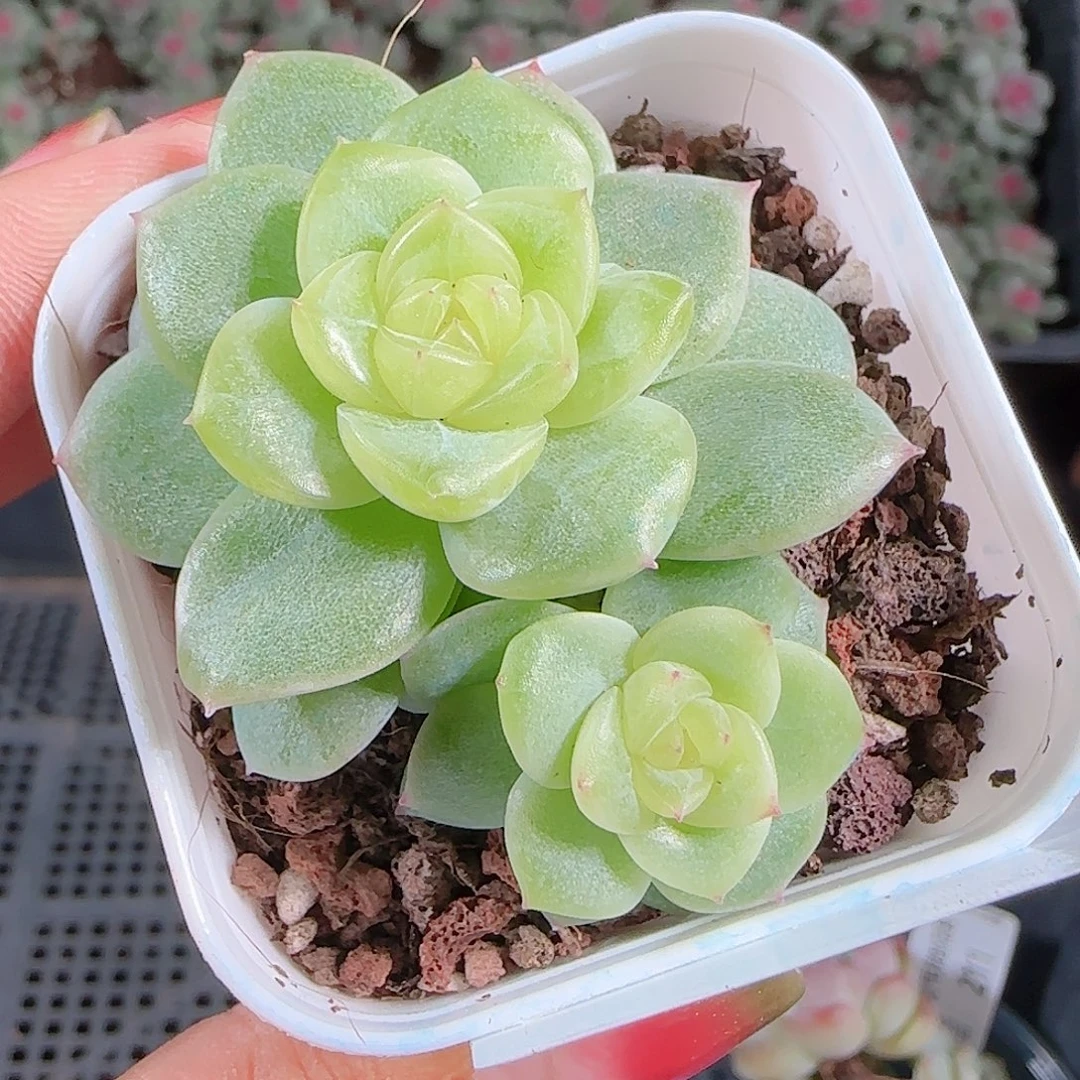 0925---213小家碧玉糖心珍妮