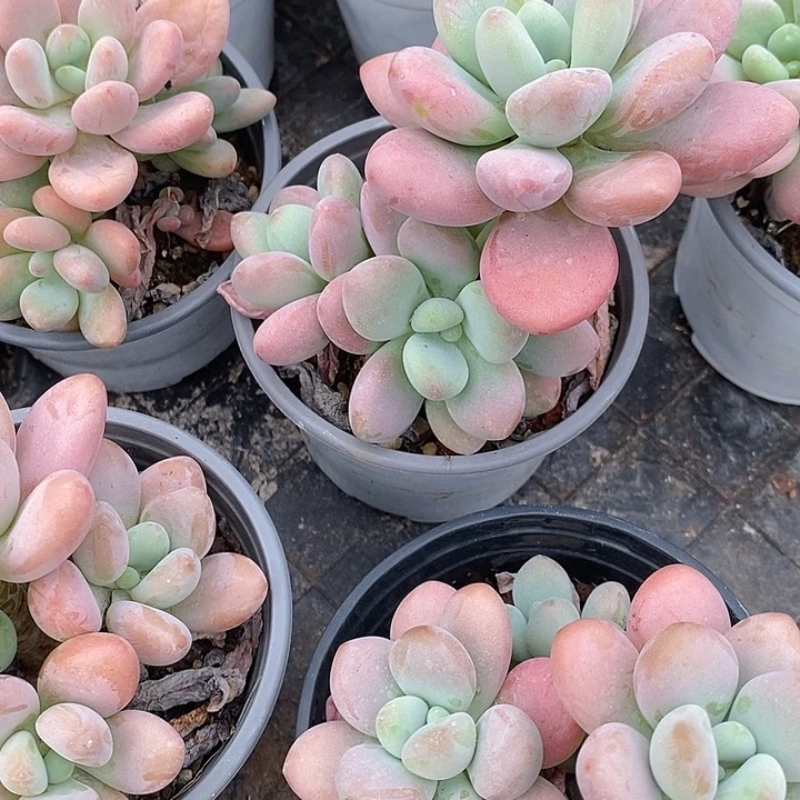 团。红洛神。福利多多