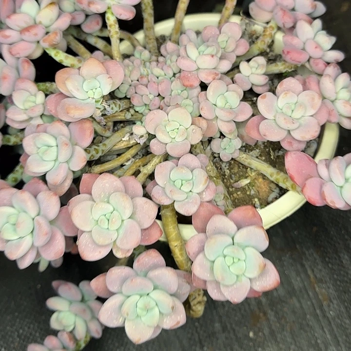你***。多肉植物一物一拍洛神428