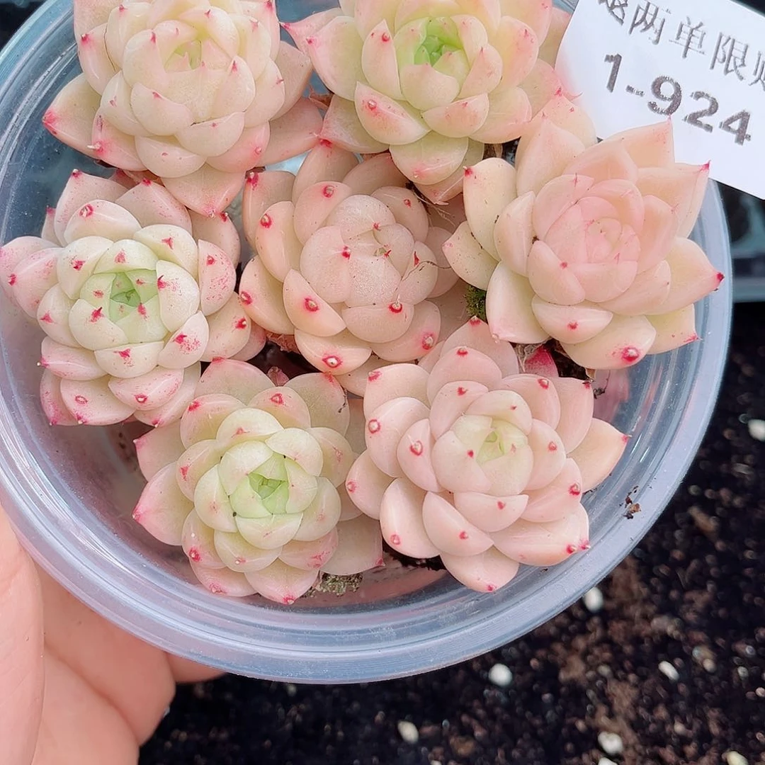 躲*1-924 新疆西藏内蒙不发初7初8发货