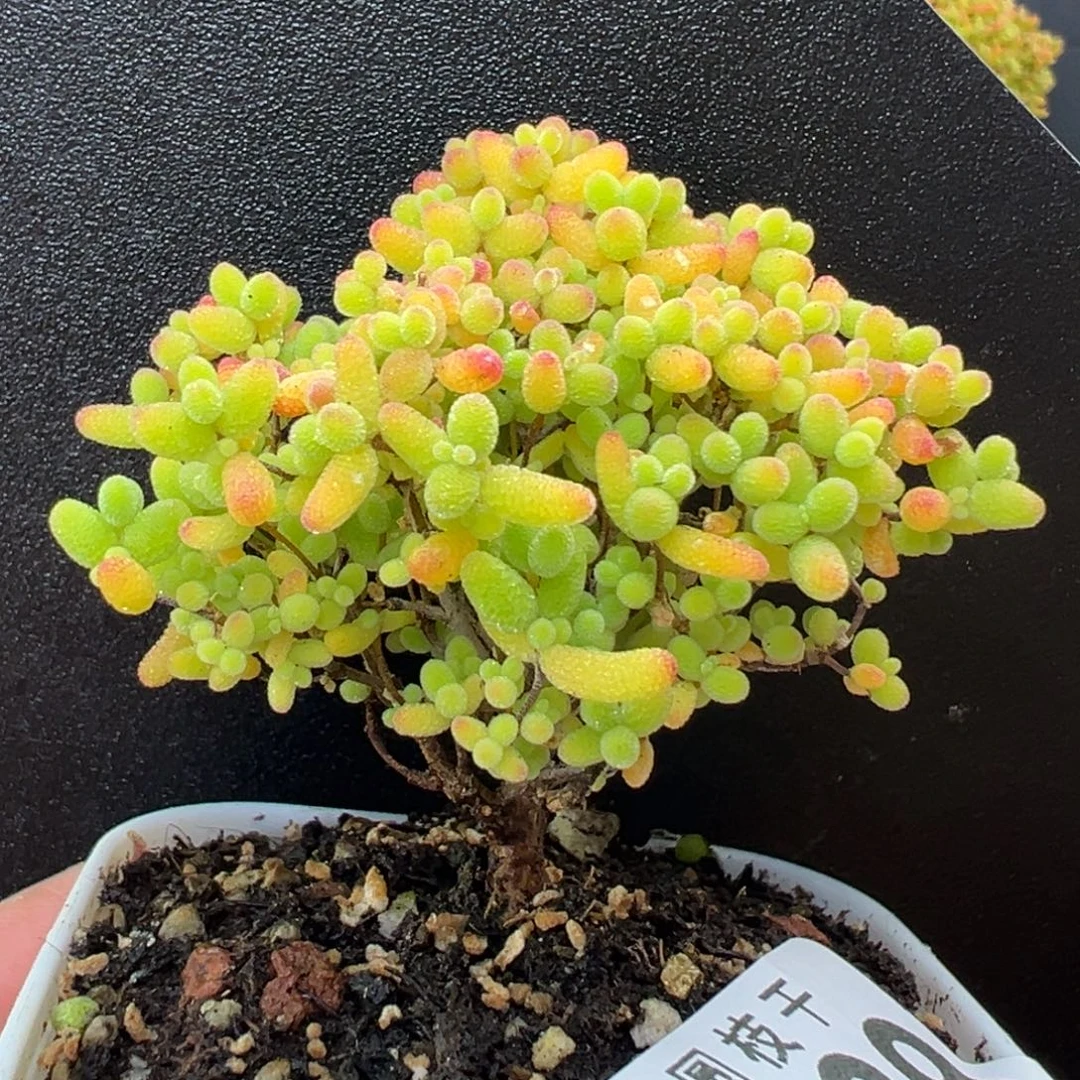 捡漏u839精控蜜橘糖球冠幅5.5cm