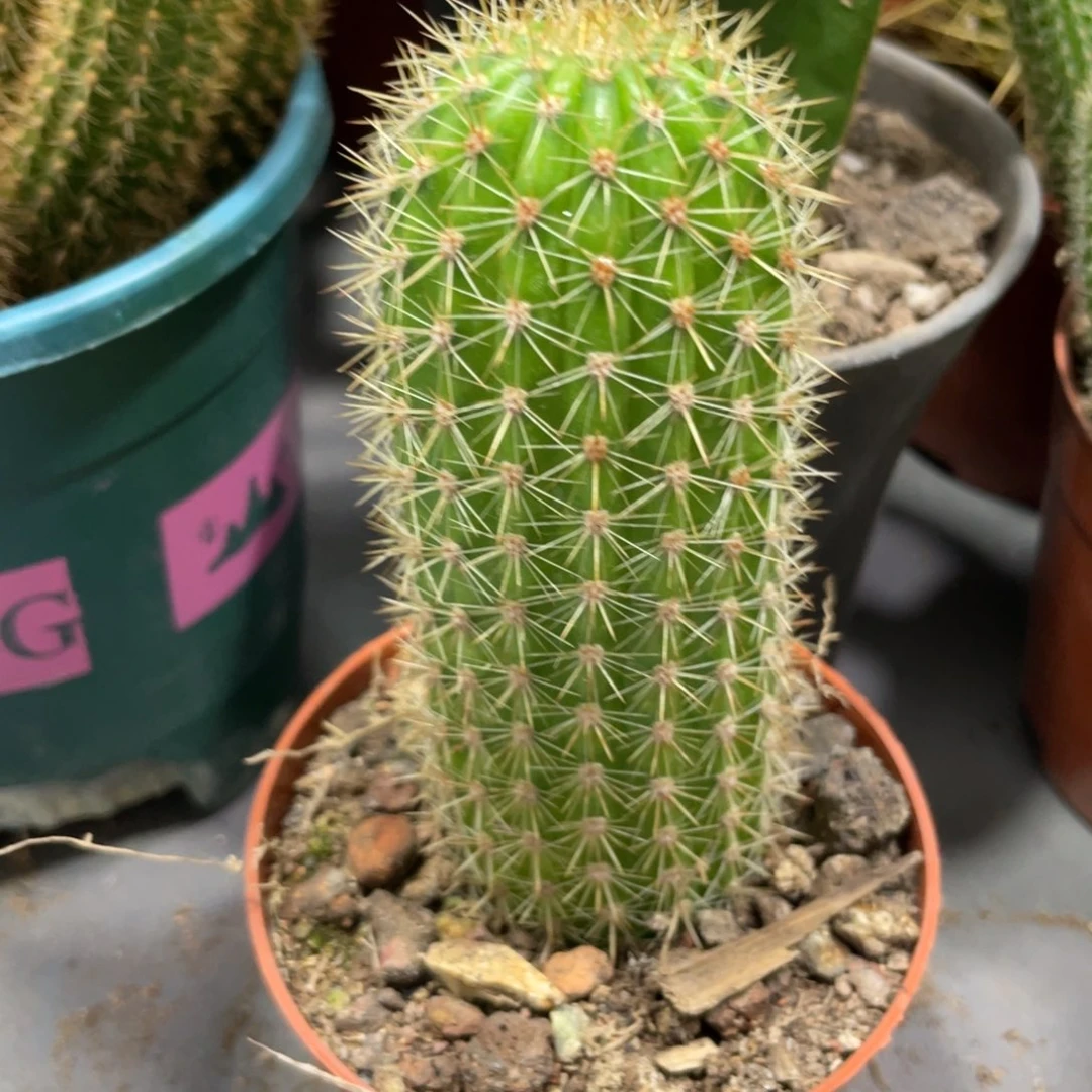 自根时光金妞一杯