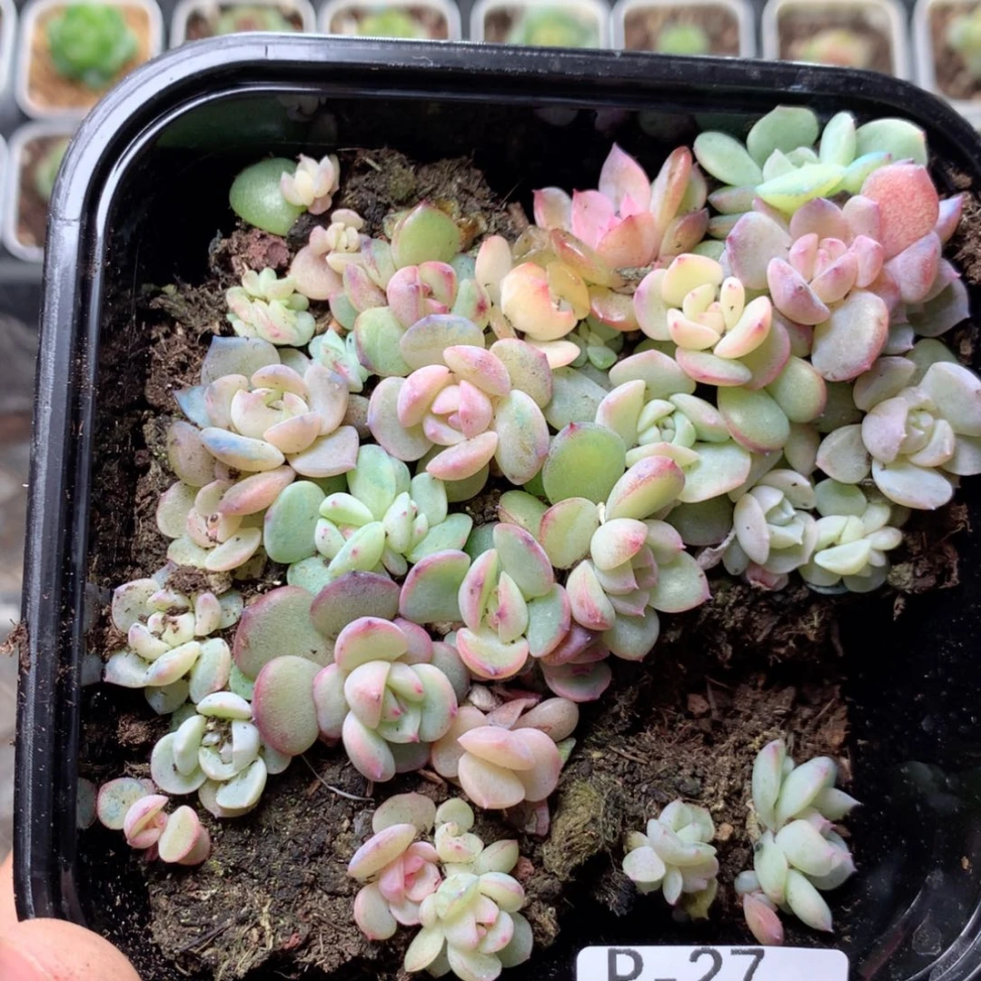 无花朵P27英语英语