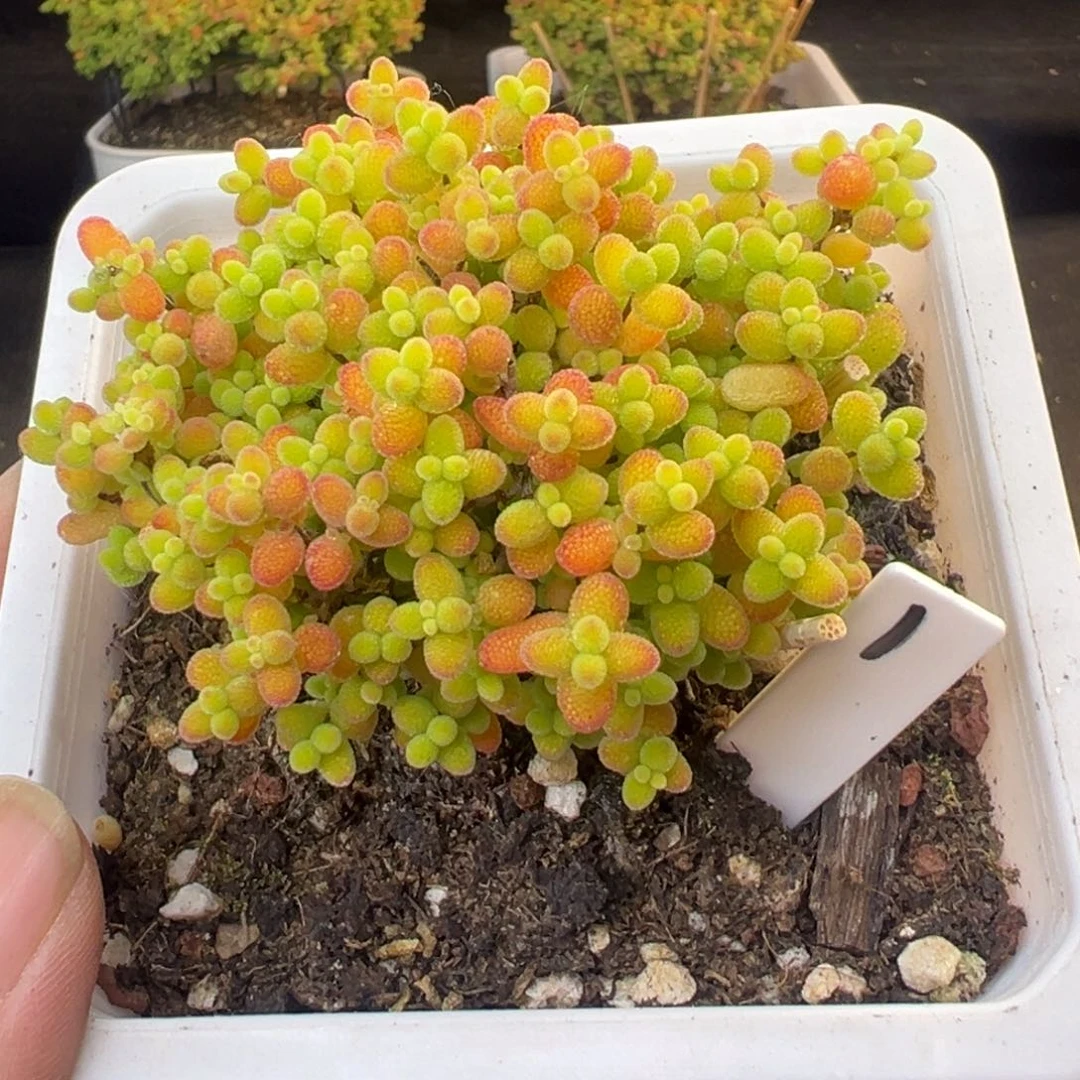 蜜橘糖球1号10cm盆