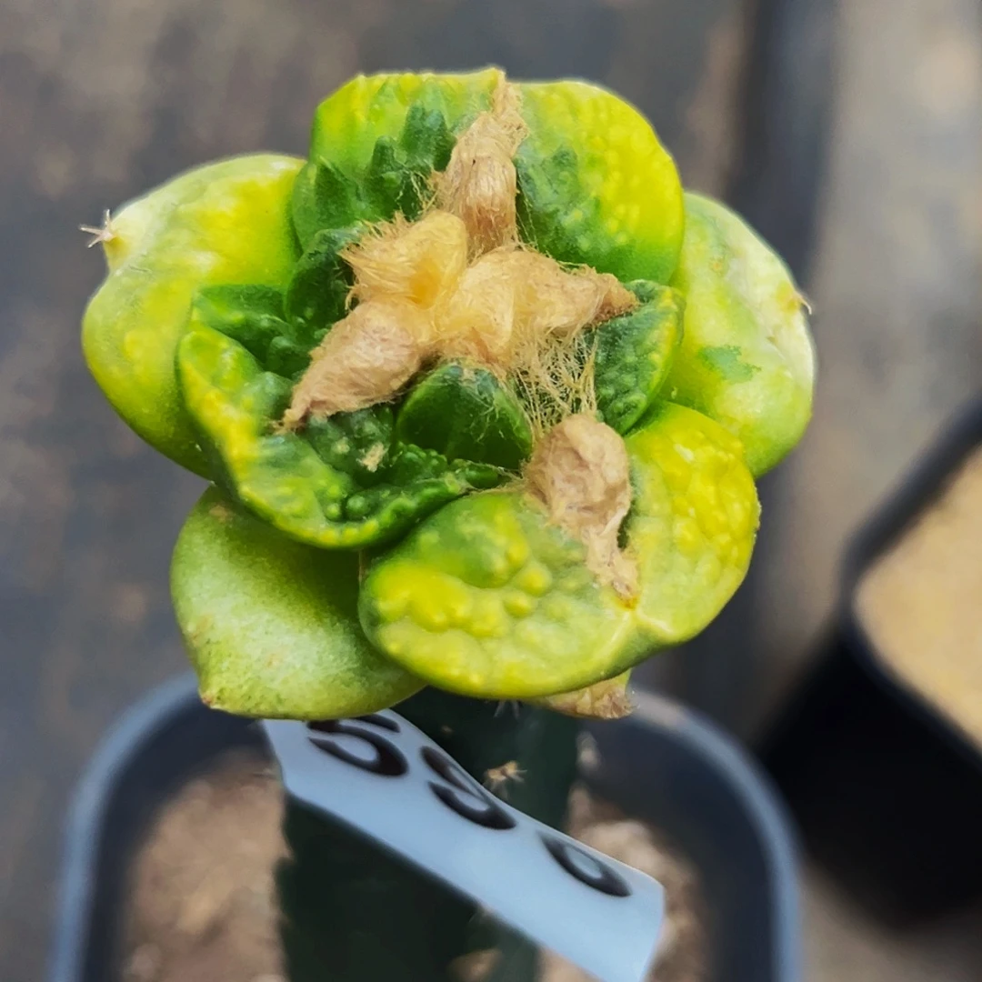 无花朵福利龟甲牡丹锦590