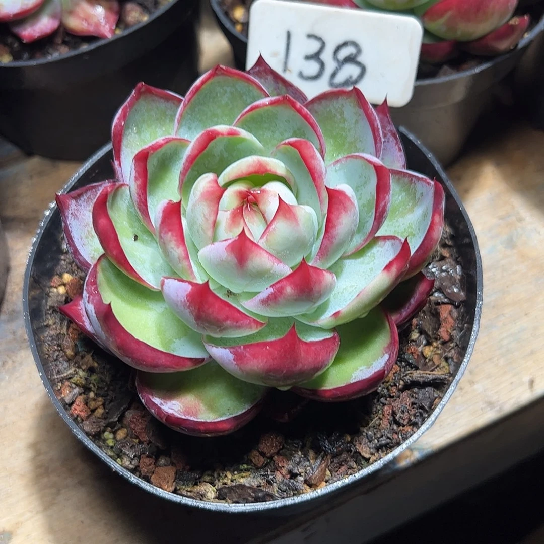 惊鸿仙子一物一拍138号