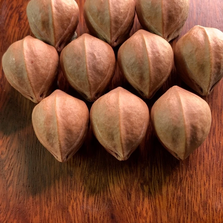 手串/手链橄榄核夕****板橄榄核雕，铁核