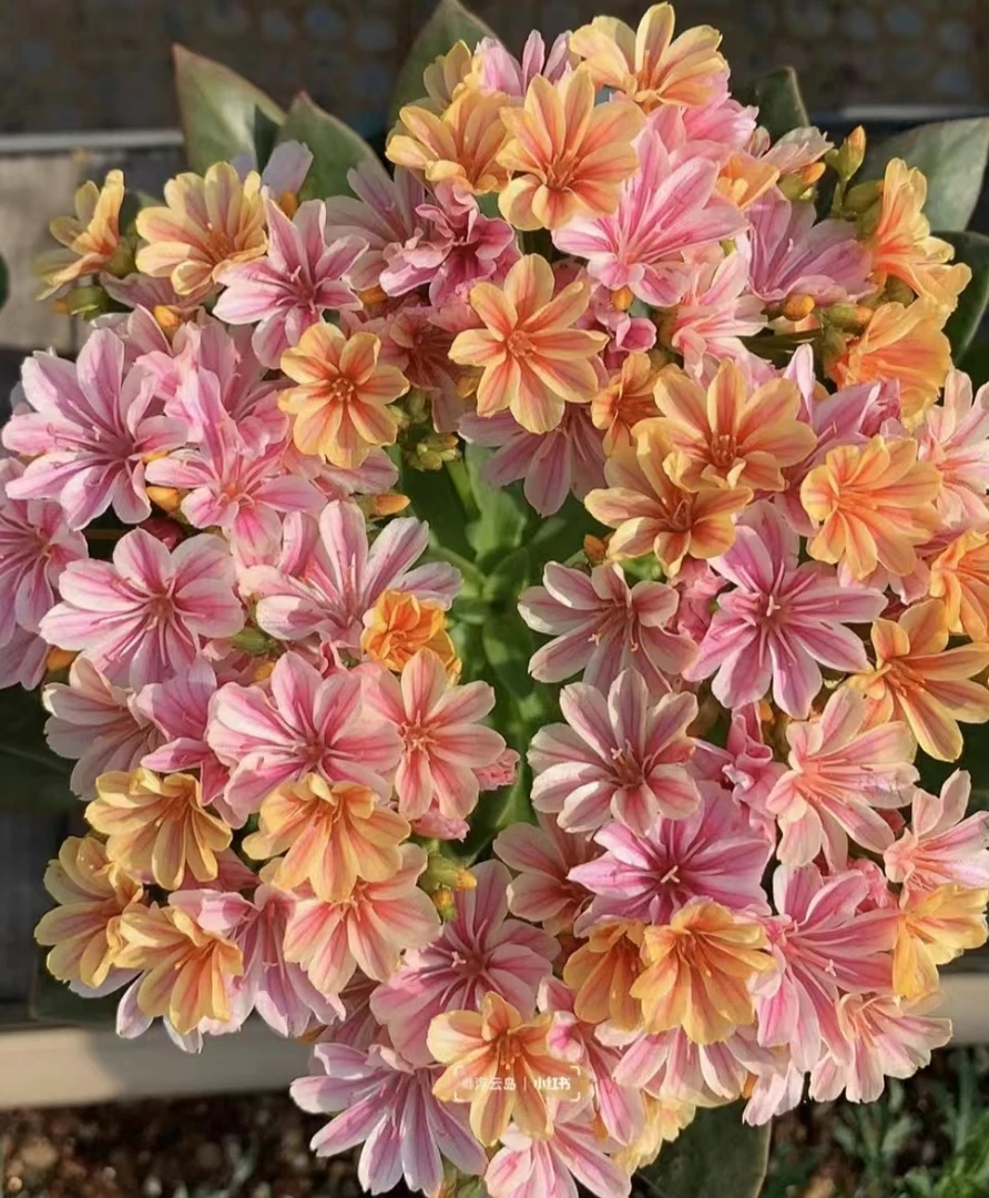 露薇花养不死的鲜花适合阳台喜阳喜热带花带花苞发货花中仙子多肉