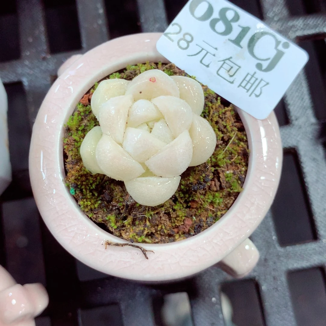 5厘米盆精控多肉081