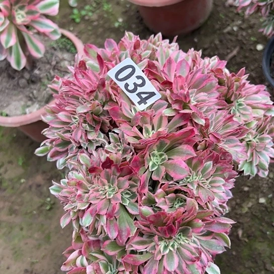 黄***.多肉植物一个女巫034