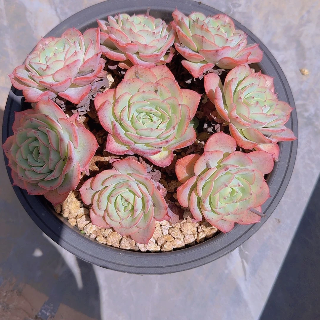 微****1830奶油黄桃多肉植物