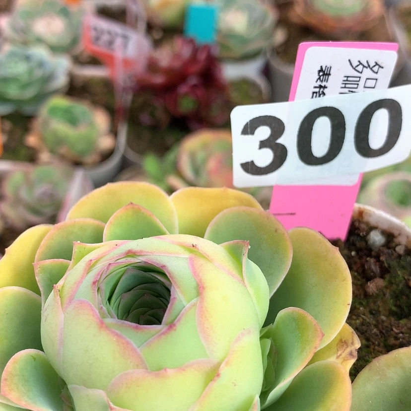 【闪购商品】yjj300