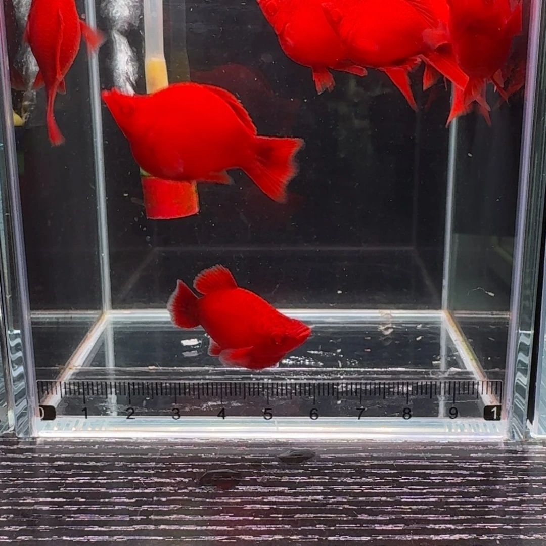 孔雀鱼红箭球9条鱼