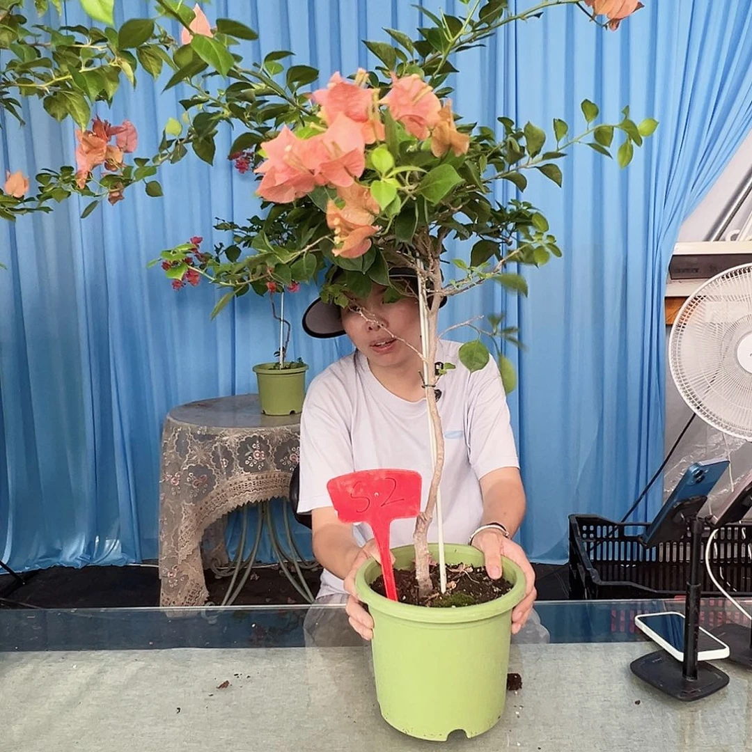L****当前无花栽培后可以开花S2佩德罗