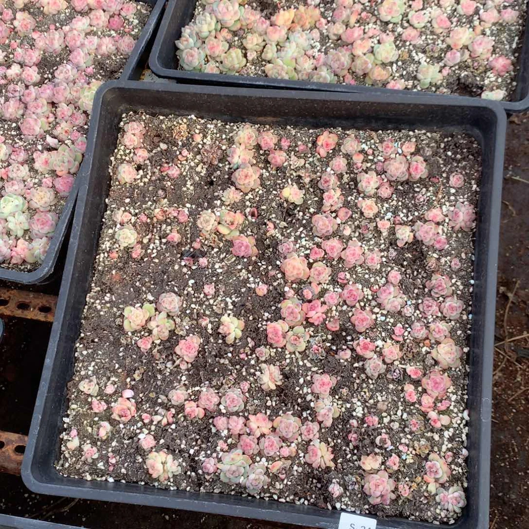 S34英语英语英语英语英语呀