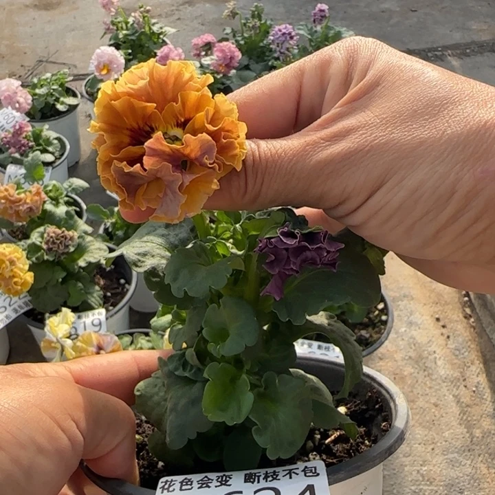 无花朵M624超小苗默认苗晃零下5勿拍