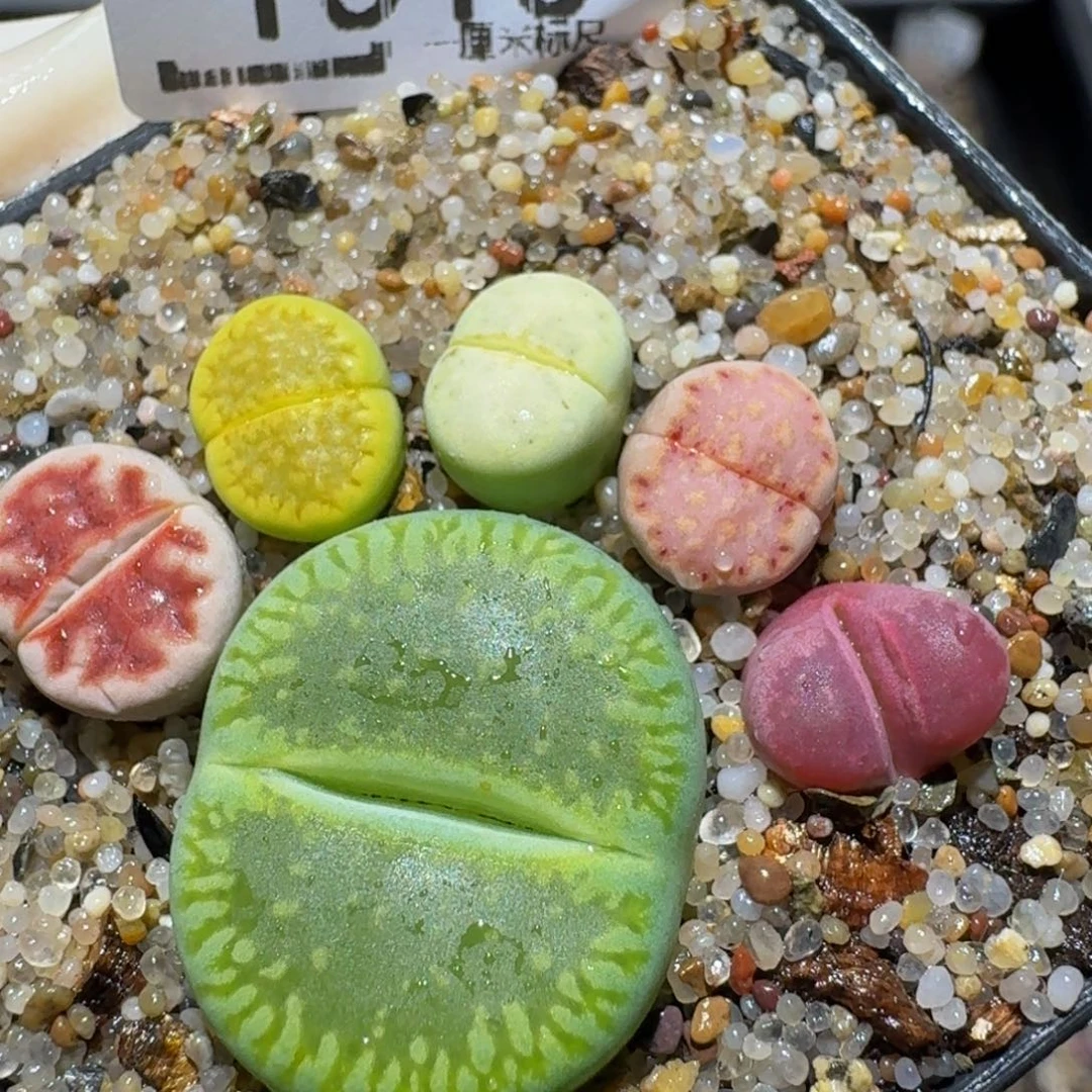 zzzz生石花肉锥1515