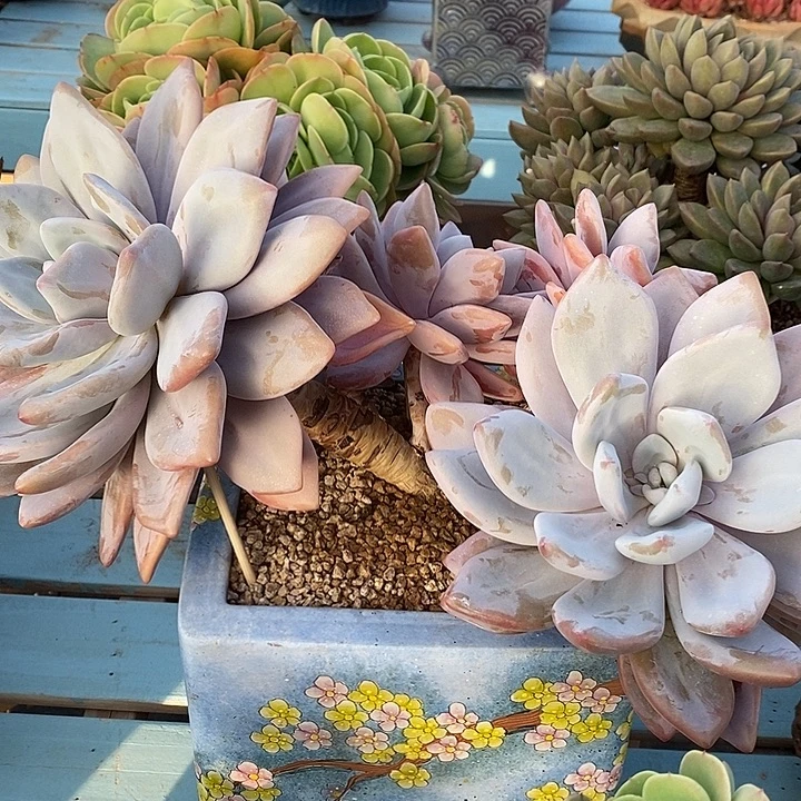 精品多肉植物一物一拍 寄养