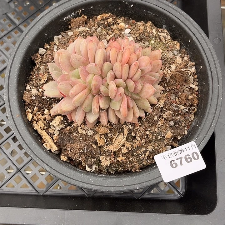 阿雅园艺。        6760凌雪缀