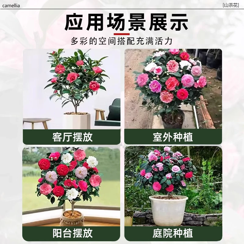 香妃茶花树苗山茶花盆栽带花苞室内好养耐寒花卉阳台庭院四季绿植