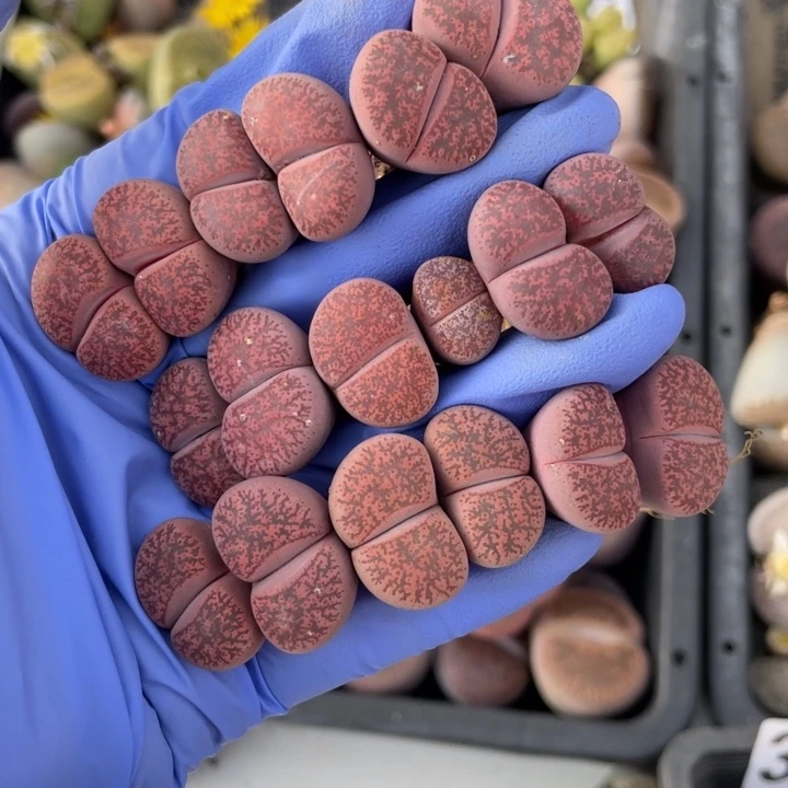 非偏远满20包邮399