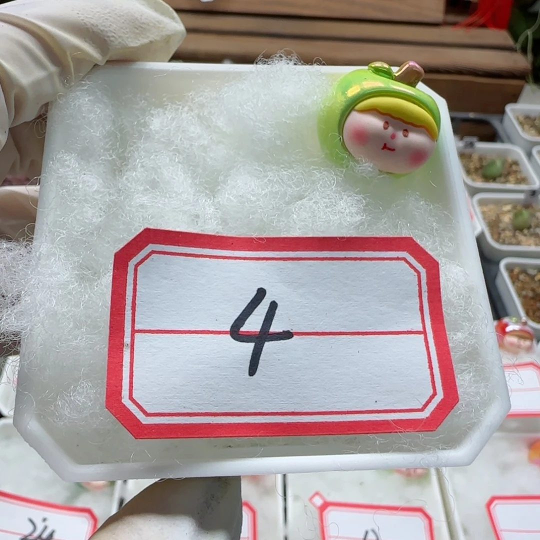 可**宝2-12当天满58包邮盲盒多肉脱土