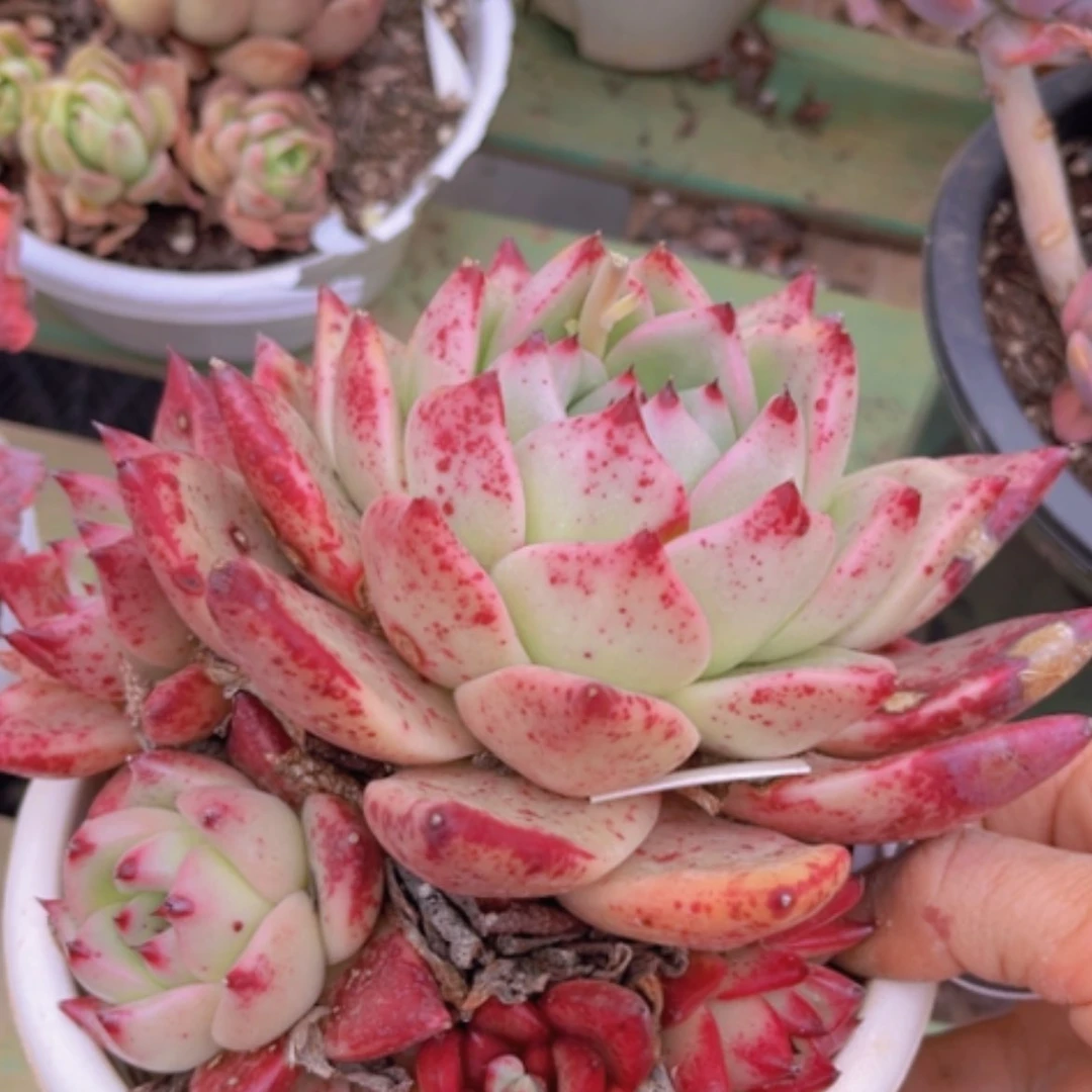 【闪购商品】红颜密语04151