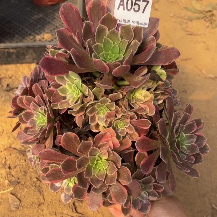 金丝却多肉植物057.