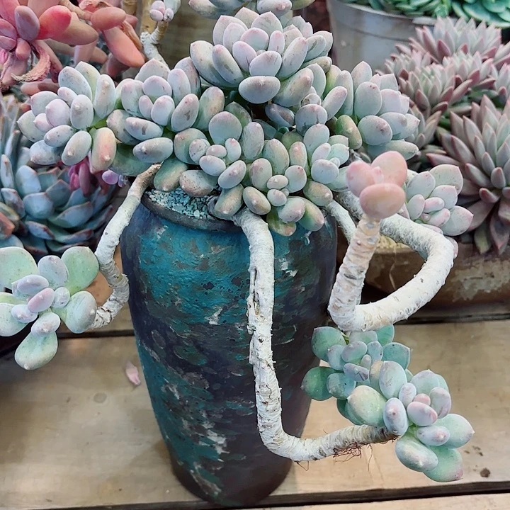 老桩飘枝咖啡美人精品多肉一物一拍35号