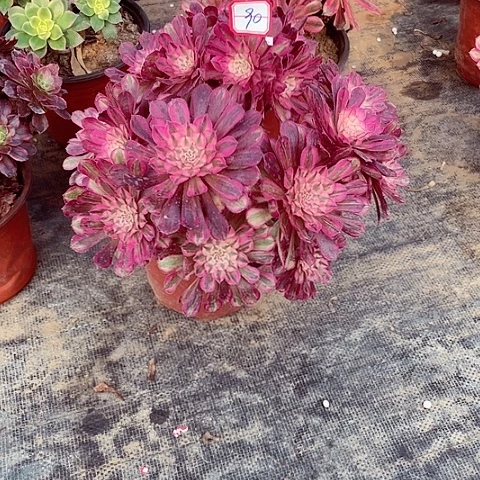 桐柏多肉法师90号