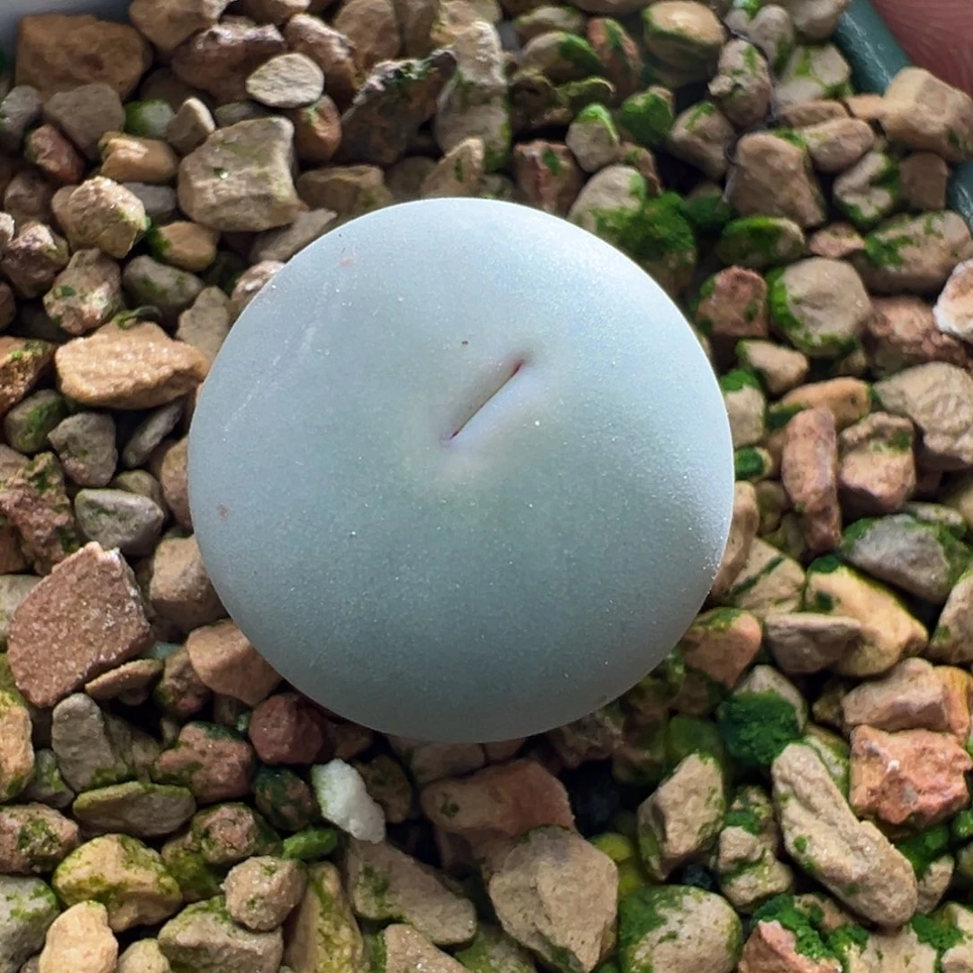 440青蛙优选434v嘴一颗