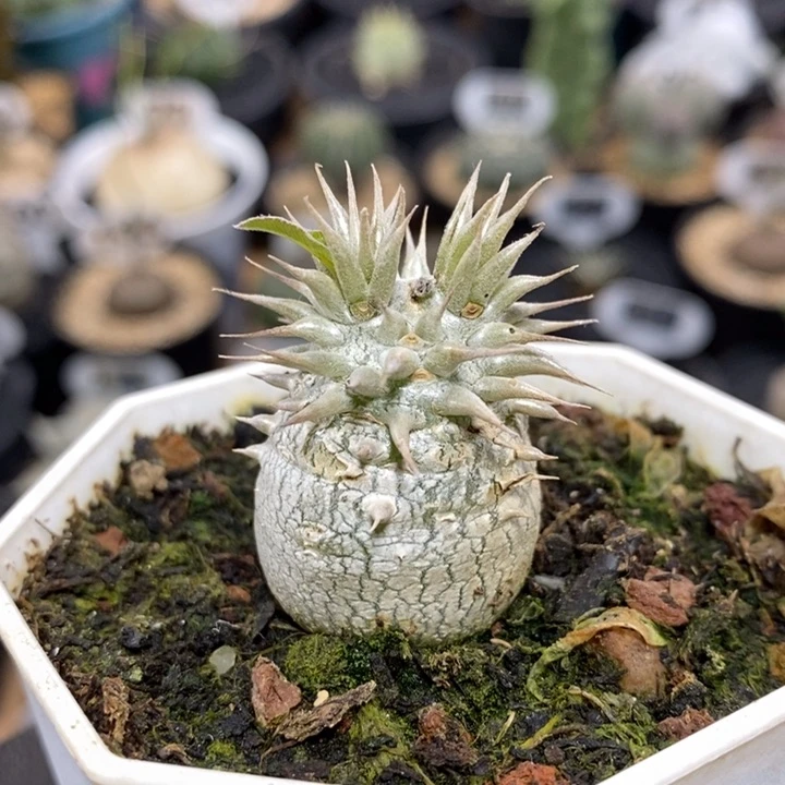 实生惠比大黑1051号2.3cm