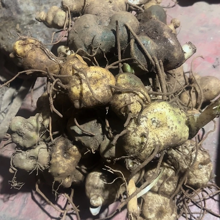 以实际为准野生滇黄精