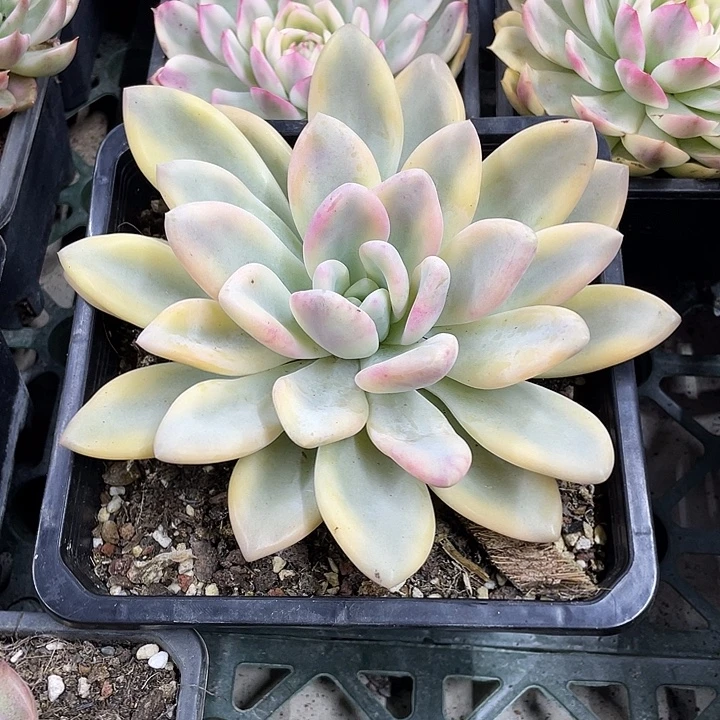 彩色奥普锦一物一拍